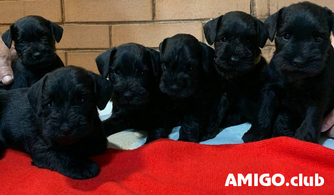 Miniature schnauzer puppy, male, female show class FCI Chelyabinsk Chelyabinsk - photo 1
