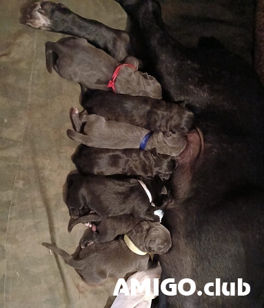 Cane corso cachorro, mujer FCI Vladivostok Vladivostok - photo 1