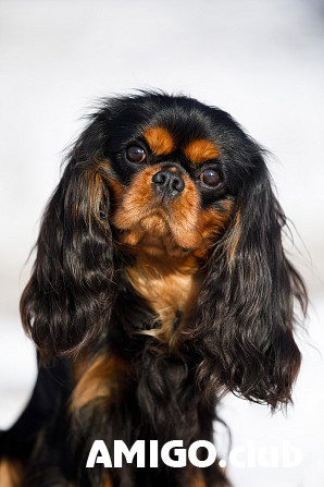 Cavalierkingcharlesinspanieli uros show class FCI parittelua varten Saratov Saratov - изображение 1