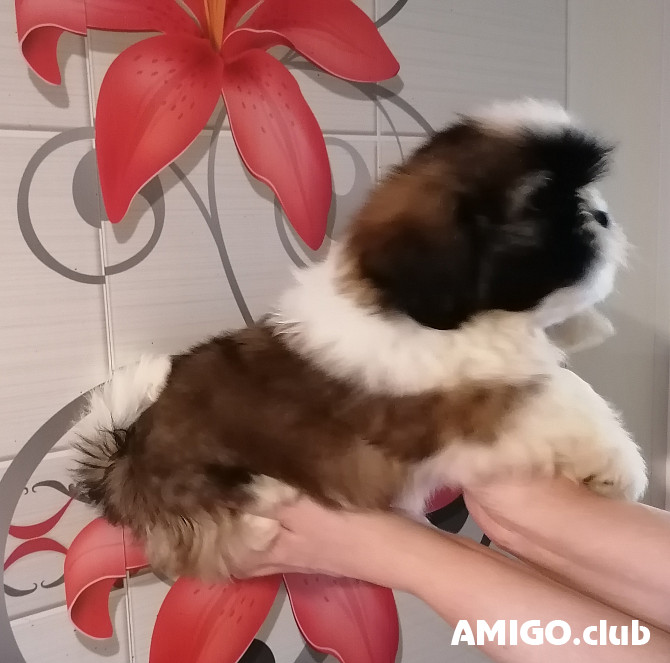 Shih tzu cachorro, masculino FCI Saratov Saratov - photo 1