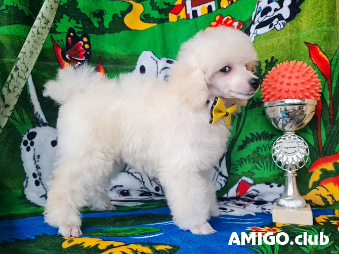 Caniche enanos cachorro, masculino, mujer breed class FCI Moscow Moscow - photo 1