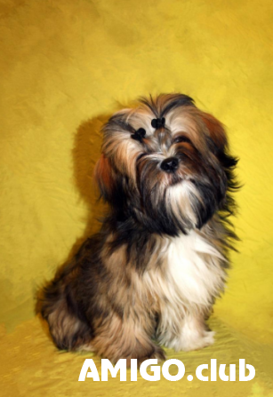 Lhasa apso kutsikas, mees pet class FCI Sankt-Peterburg Sankt-Peterburg - изображение 1