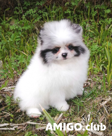 German spitz toy (pomeranian) puppy, male IKU Sankt-Peterburg Sankt-Peterburg - photo 1