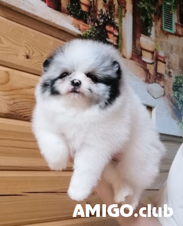 Saksanpystykorva pomeranian eli kääpiöpystykorva (zwer) pentu, uros IKU Sankt-Peterburg Sankt-Peterburg - изображение 1