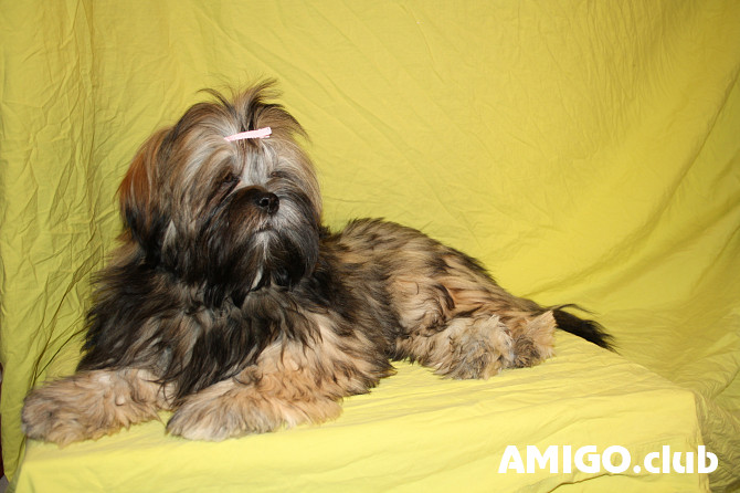 Lhasa apso chiot, masculin FCI Sankt-Peterburg Sankt-Peterburg - изображение 1