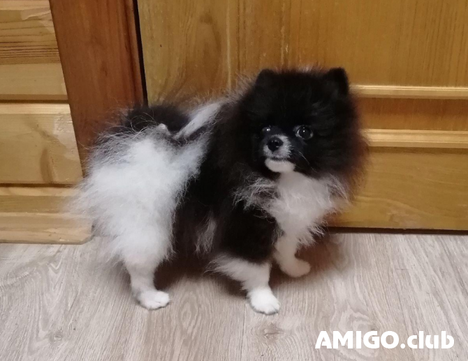 German spitz toy (pomeranian) puppy, male IKU Sankt-Peterburg Sankt-Peterburg - photo 1