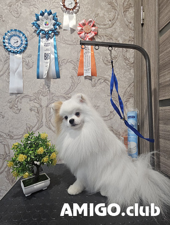 Saksa suurspits väike mees show class FCI paaritumiseks Chelyabinsk Chelyabinsk - изображение 1
