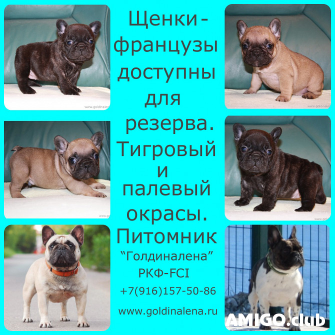 Französische bulldogge hündchen, männlich, weiblich breed class FCI Moscow Moscow - изображение 1