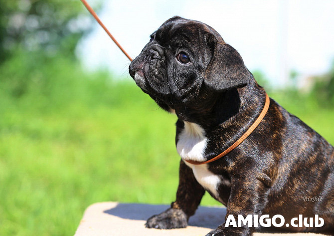 French bulldog puppy, female show class FCI Ivanovo Ivanovo - photo 1