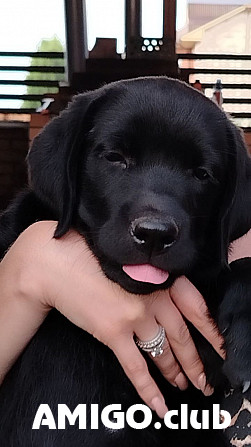 Labrador retriever puppy, female FCI Novokuznetsk Novokuznetsk - photo 1