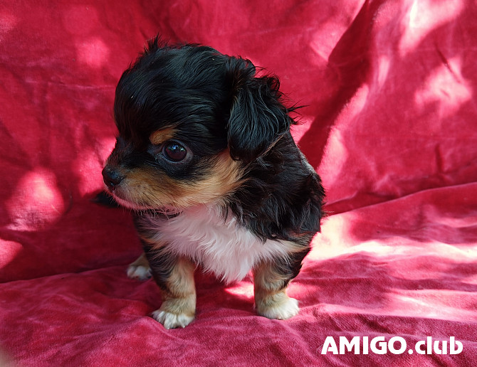 Chihuahua long-haired puppy, male show class UCI Sankt-Peterburg Sankt-Peterburg - photo 1