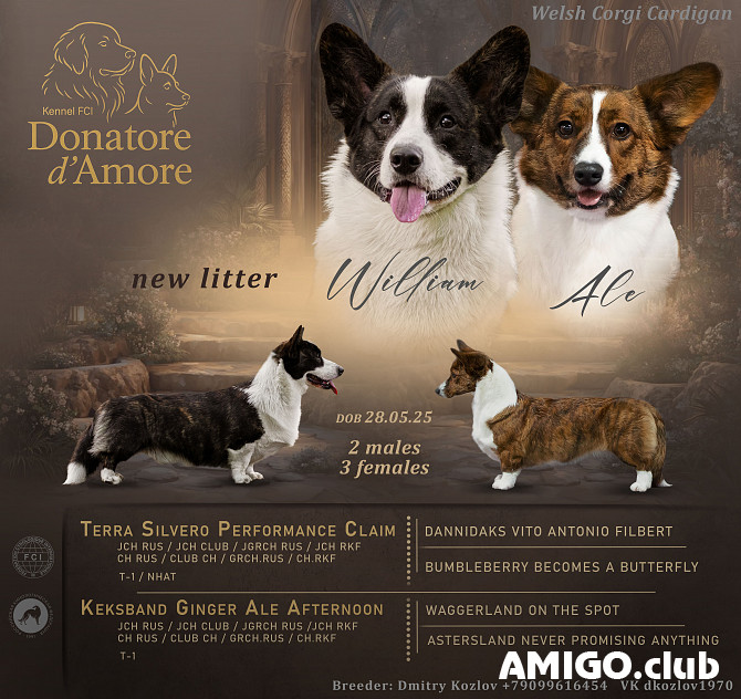 Welsh corgi cardigan puppy, male, female FCI Moscow Moscow - photo 1