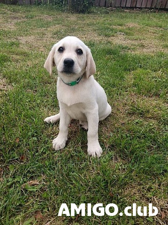 Labrador retriever puppy, male, female show class FCI Moscow Moscow - photo 1
