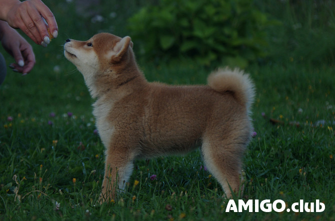 Shiba puppy, female show class FCI Serpukhov Serpukhov - photo 1