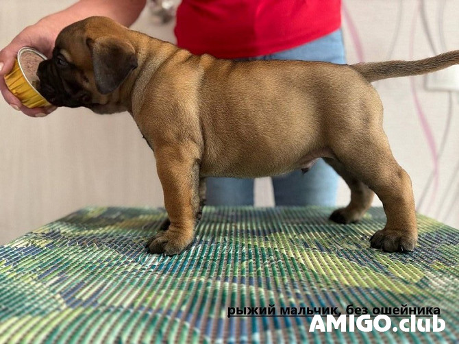 Bullmastiff chiot, masculin, femme show class FCI Khanty-Mansiysk Khanty-Mansiysk - изображение 1