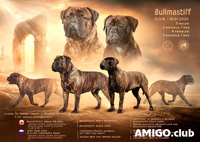 Bullmastiff hündchen, männlich, weiblich show class FCI Khanty-Mansiysk  Khanty-Mansiysk - изображение 1