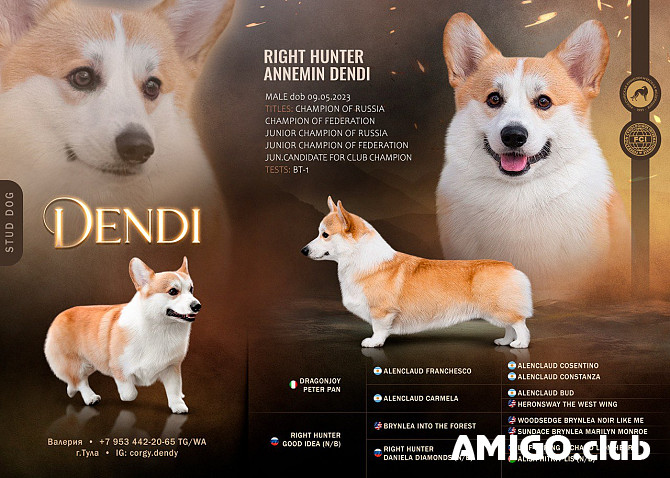 Welsh corgi pembroke mees show class FCI paaritumiseks Tula Tula - изображение 1