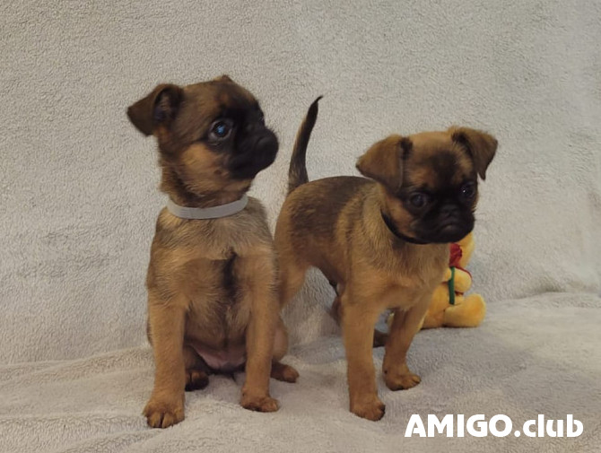 Petit brabancon puppy, male show class FCI Tyumen' Tyumen' - photo 1