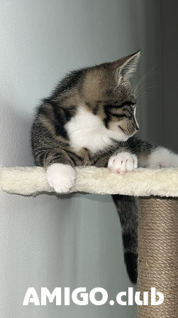 Chat exotique à poil court (EXO) (chaton, chatte, AFC {geo.city.in} Goeteborg - изображение 1