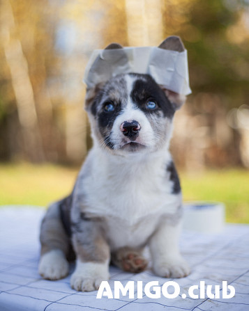 Welsh corgi cardigan kutsikas, mees FCI Perm Perm - изображение 1