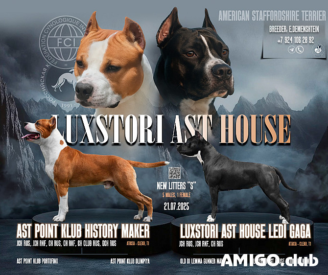 Ameerika stafforshire’i terjer kutsikas, mees pet class FCI Vladivostok Vladivostok - изображение 1