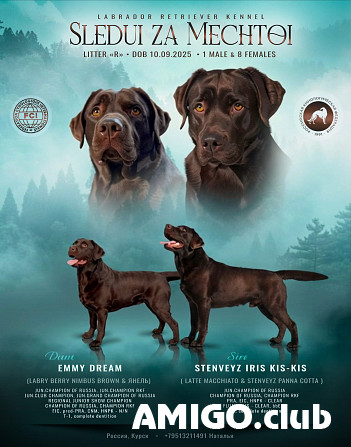 Retriever du labrador chiot, femme show class FCI Kursk Kursk - изображение 1
