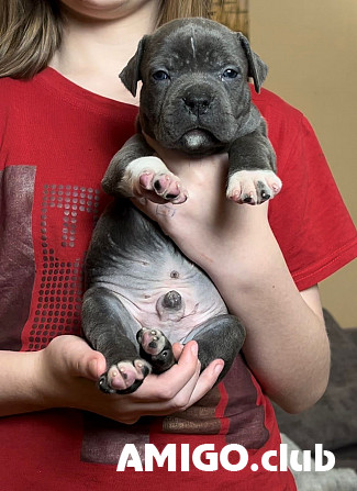 Amerikāņu stafordšīras terjers kucēns, vīrietis show class FCI Sankt-Peterburg  Sankt-Peterburg - изображение 1