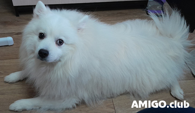 Japonų špicas patinas  FCI poravimuisi Sankt-Peterburg  Sankt-Peterburg - изображение 1