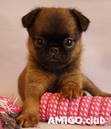 Petit brabancon puppy, male, female show class FCI Moscow  Moscow - photo 1