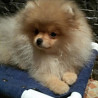 German spitz той (померанский) puppy, male show class FCI Yekaterinburg  Delivery from Yekaterinburg