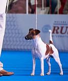 Fox terrier a poil lisse masculin (show class) FCI pour l'accouplement Moscow  Moscow