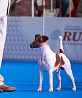 Fox terrier smooth male (show class) FCI for mating Moscow  Moscow