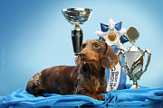Dachshund rabbit smooth-haired male show class FCI for mating Moscow  Moscow