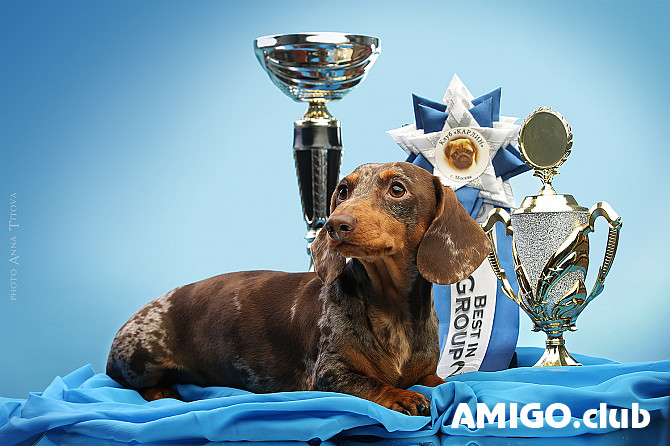 Dachshund rabbit smooth-haired male show class FCI for mating Moscow  Moscow - photo 1