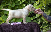 Labrador retriever cachorro, mujer show class FCI Sevastopol  Sevastopol