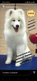 Samoyed puppy, female breed class FCI Novosibirsk  Delivery from Novosibirsk