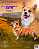 Welsh corgi pembroke male (show class) FCI for mating Tver  Delivery from Tver