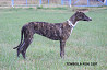 Spanish greyhound puppy, male, female show class FCI Moscow  Delivery from Moscow