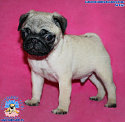 Pug puppy, male pet class FCI Minsk  Delivery from Minsk