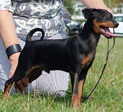 Miniature pinscher puppy, male, female show class FCI Kiev  Kiev