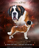 St. bernard короткошерстный male (show class) FCI for mating Minsk  Minsk