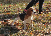 Beagle puppy, female show class FCI Dnipro  Delivery from Dnipro