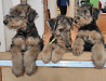 Airedale terrier puppy, male show class FCI Yalta  Delivery from Yalta