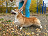 Welsh corgi pembroke male (show class) FCI for mating Yekaterinburg  Delivery from Yekaterinburg