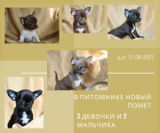 Chihuahua гладкошерстная puppy, female breed class FCI Kharkiv  Delivery from Kharkiv