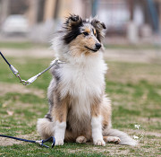 Collie rough puppy, male, female show class FCI Tashkent  Delivery from Tashkent