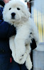 Maremma and the abruzzes sheepdog puppy, male, female show class FCI Moscow  Delivery from Moscow