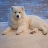 Samoyed male (show class) FCI for mating Cheboksary  Delivery from Cheboksary