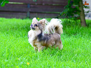 Chihuahua длинношерстная male (show class) FCI for mating Moscow  Moscow