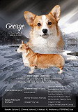 Welsh corgi pembroke male (show class) FCI for mating Moscow  Moscow